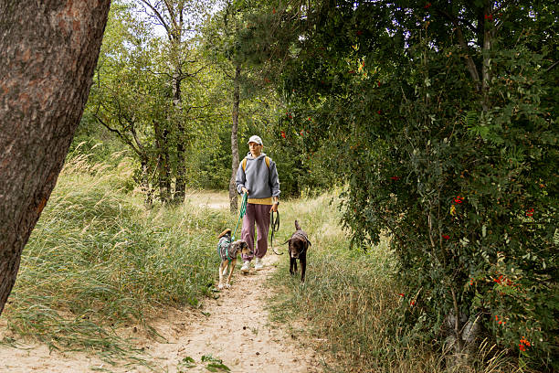istock person walks two dogs on path in forest or park. Pet training with handler, professional dog walker. 2233718856