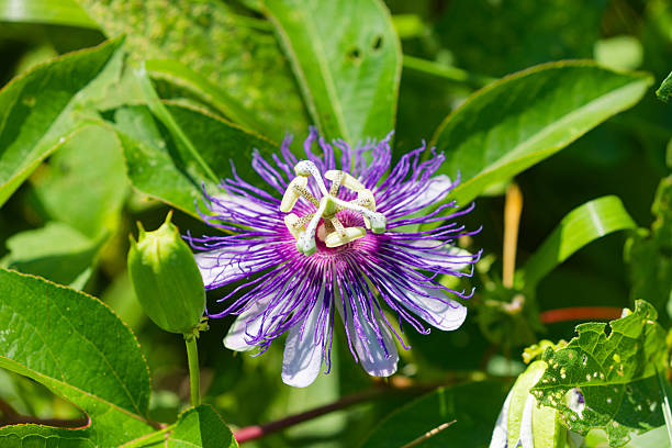 istock Purple Passionflower (Passiflora incarnata) 2233719553