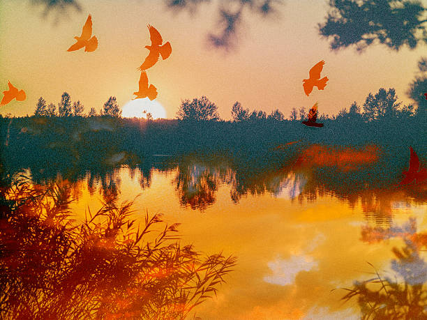 Birds fly over a serene lake reflecting a stunning sunset. A serene sunset reflects on a tranquil lake, pond with silhouettes of birds soaring through the golden sky. Multiple-exposure artistic image.