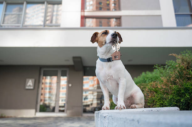 istock Jack Russell Terrier Dog Holding Apartment Keys. 2233722502