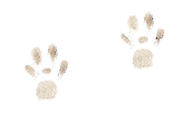 istock Muddy dog paw prints isolated on white background. 2233728288