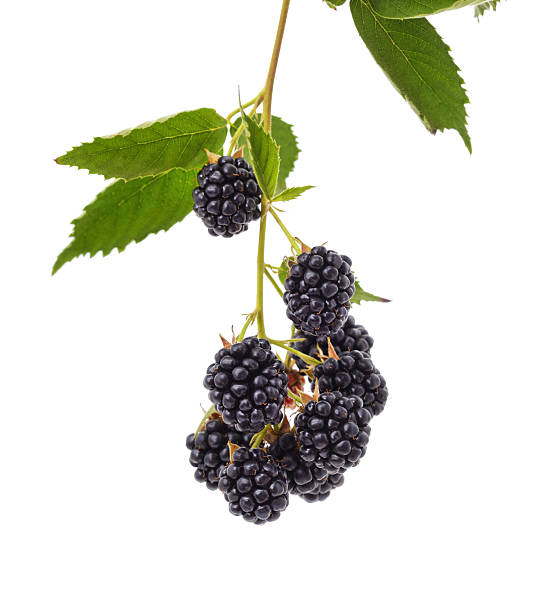istock Ripe blackberry with leaves. 2233728305