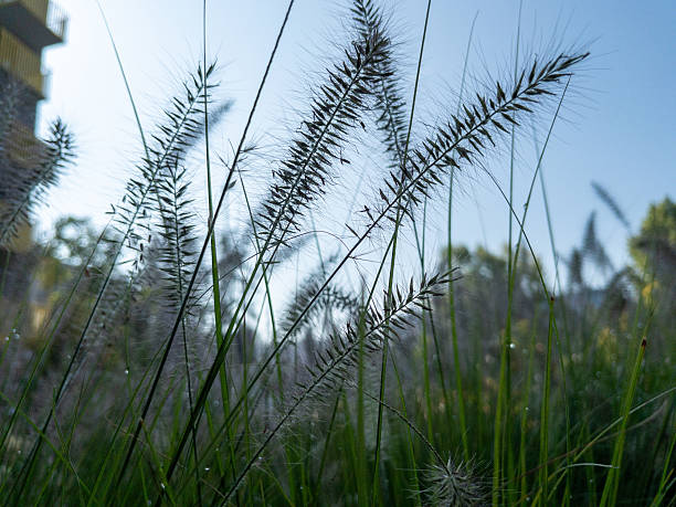 istock Feathery ornamental grasses swaying under clear blue sky at sunrise 2233730184