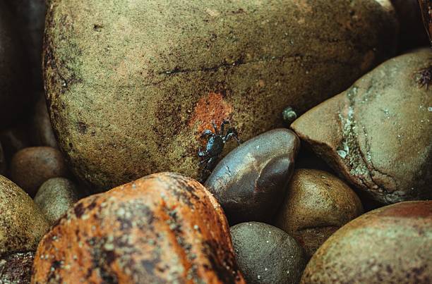 A tiny black crab crawls on damp, textured rocks.