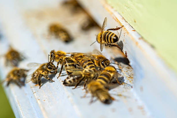 istock Close-Up View of Bees Working in Wooden Beehive 2233738064