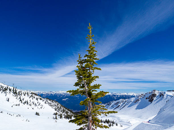 Aerial view of snowy mountains with snow covered pine trees during winter at very low temperatures