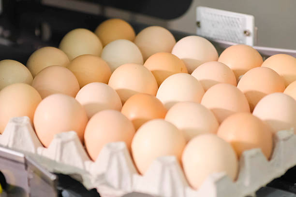 istock Chicken eggs, on conveyor line at egg packing factory. 2233739572