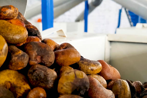 Cashew nuts processing at cashew production factory, conveyor lines and processing stages.