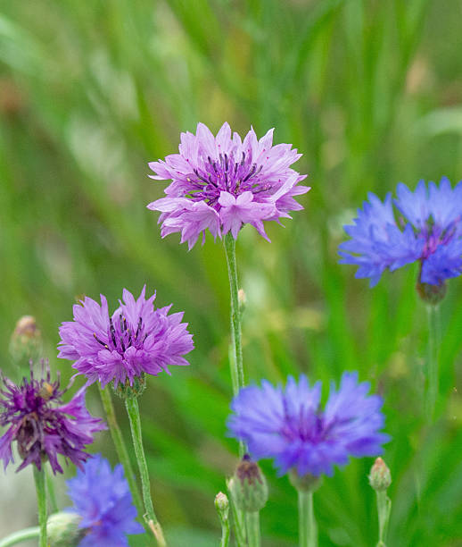 istock Wildflower-Blachelor's Button-Cornflower-Howard County, Indiana 2233739662