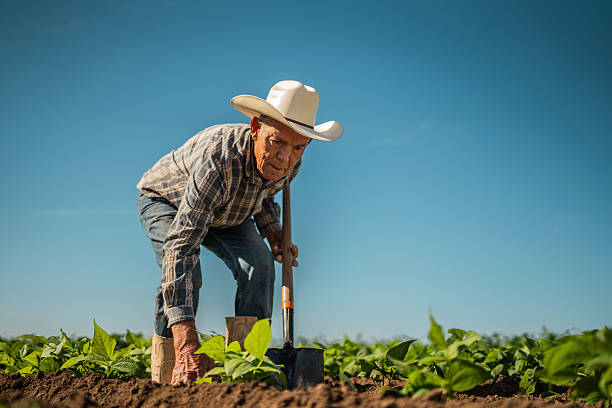 istock Senior farmer man working at agricultural field 2233742664