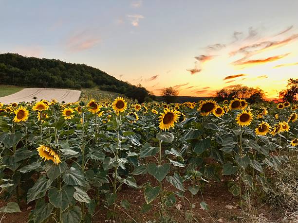 Bask in the golden glow of summer with this captivating image of sunflowers stretching toward the horizon under a dramatic, fauve-hued sky at sunset. The vivid colors and natural energy radiating from the blossoms create an uplifting rural scene