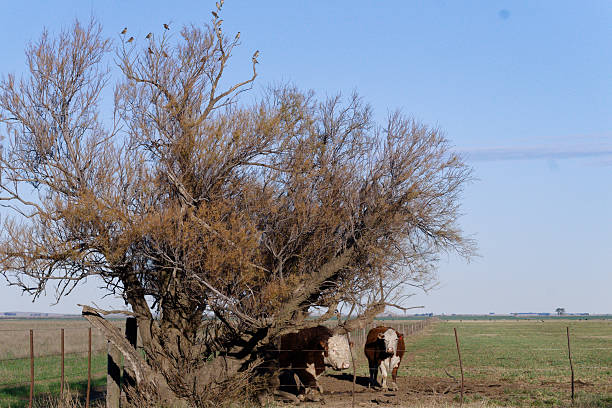 Hereford cattle seeking shade under a tree in the vast pampas grasslands of argentina, with birds perched on its branches