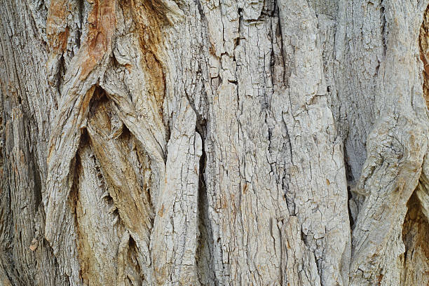 Close up of a trunk of a very old acacia tree in the forest.