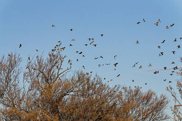 istock Birds flying and perching on bare branches against clear blue sky 2233747889