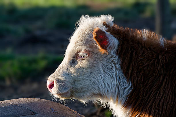calf cow portrait