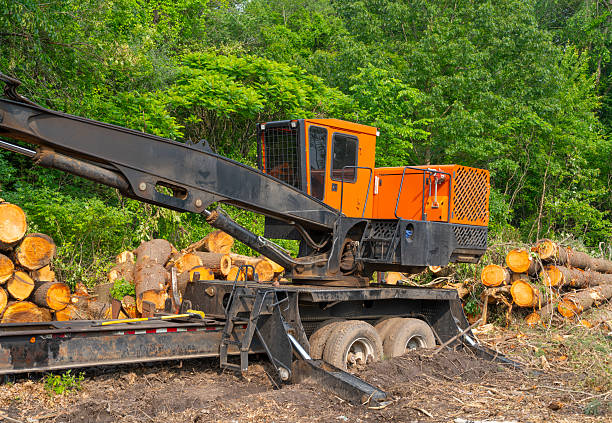 istock tree removal in residential area 2233749093