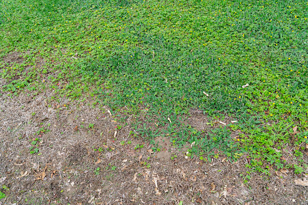 istock lawn in backyard in bad condition need improvement 2233751041