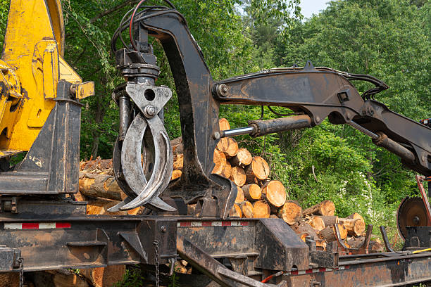 istock removed tree trunk in residential area 2233751077