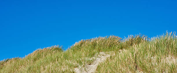 istock Grassy sand dunes under a vibrant blue sky with clear patterns 2233753075