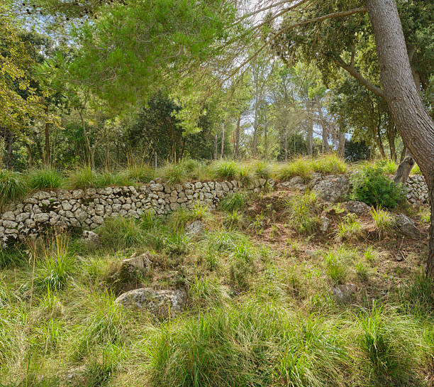 The pinnetta is an ancient stone building with a conical roof in branches, used in the past by shepherds in Sardinia
