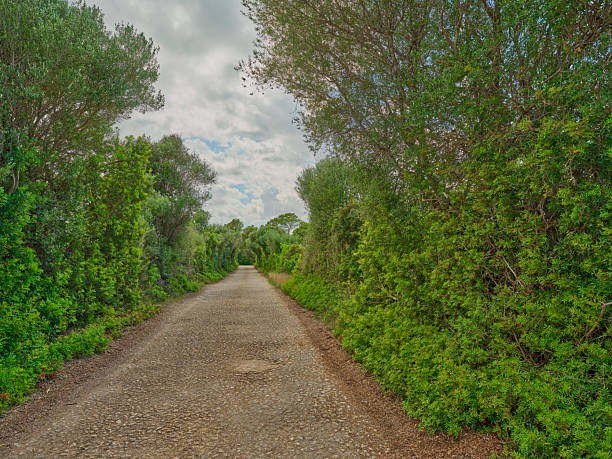 A picturesque dirt path through lush greenery embodies the idyllic beauty of Mallorcaâs secrets. The setting is perfect for serene walks that embrace nature's harmony and the Mediterranean landscape's allure.