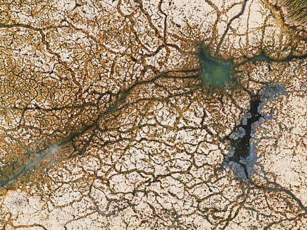 A wetland high in gypsum mineral content has dried up due to lake of rain.
