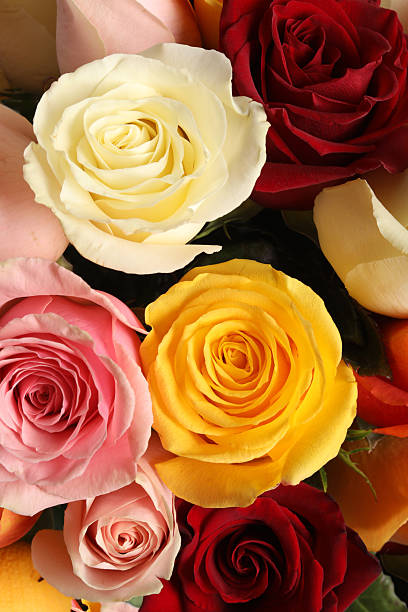 istock beautiful bouquet of roses, closeup view 2233756548