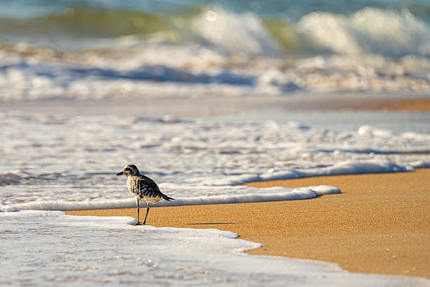 istock Black bellied plover on Florida Beach 2233757556