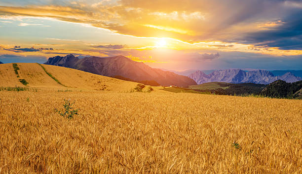 istock Ripe golden wheat fields and rolling hills with magnificent mountain landscape at sunset 2233760437