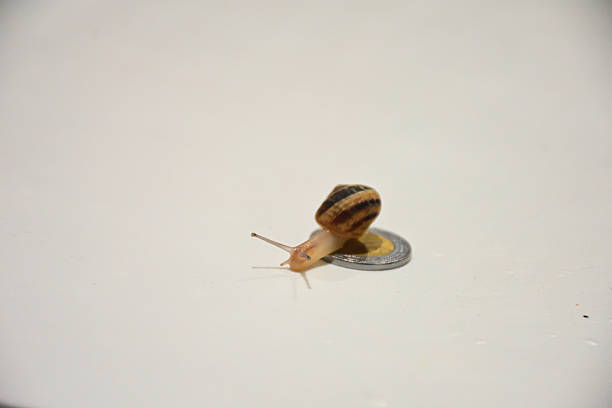 A close-up image of a small snail with a patterned shell next to a Mexican one-peso coin on a white background, symbolizing slow economic growth and the snail's delicate size, ideal for economic slowdown, nature, and macro photography themes.