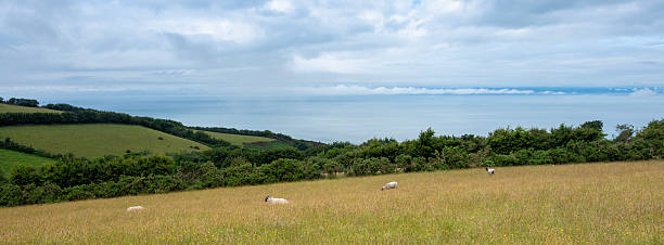istock exmoor landscape with sheep and bristol channel 2233762010