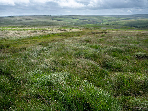 beautiful valleys and hills in green nature  landscape of exmoor national park