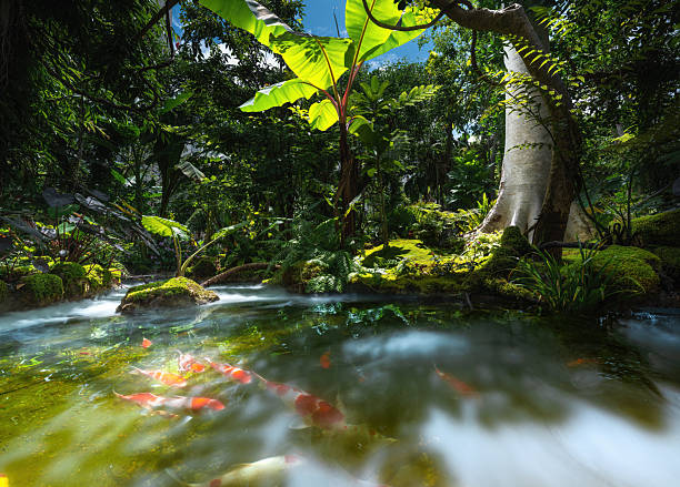 istock koi carp in the pond 2233763762