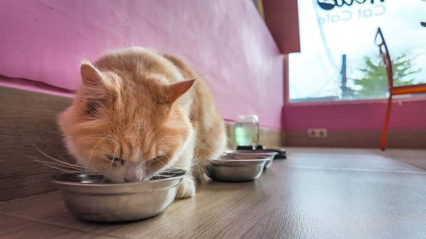 istock Orange Cat Eating Food from a Bowl in a Cafe Setting 2233765298