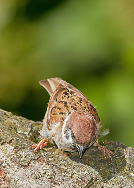 A detailed view of a Eurasian tree sparrow (Passer montanus) resting on bark covered in moss. The image showcases its intricate feather patterns, surrounded by smooth green bokeh, creating a vivid nature-focused composition.