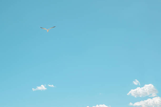 A solitary seagull glides through a clear blue sky filled with soft, fluffy clouds. The tranquil atmosphere captures the essence of a perfect day by the sea.
