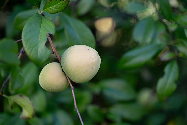 Two unripe quince fruits grow on a tree branch surrounded by lush green leaves. The pale color and natural texture of the fruits indicate early stages of ripening. The image represents agriculture, growth, and seasonal harvest in a garden or orchard.