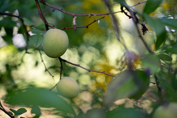 Two unripe quince fruits grow on a tree branch surrounded by lush green leaves. The pale color and natural texture of the fruits indicate early stages of ripening. The image represents agriculture, growth, and seasonal harvest in a garden or orchard.