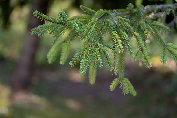 Fresh green spruce needles grow densely on a branch, captured in sharp detail with a blurred forest background. The vibrant evergreen foliage symbolizes nature, freshness, and resilience. The image conveys the beauty of coniferous trees and woodland environments.