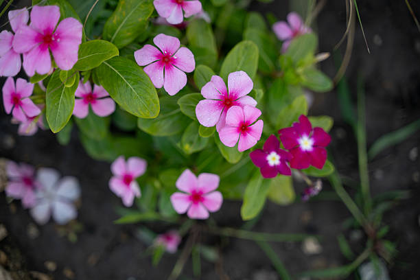 Bright pink periwinkle flowers bloom among green leaves in a sunlit garden. The petals have a delicate gradient of color with white centers, adding contrast and vibrancy. The image conveys freshness, natural beauty, and seasonal charm.