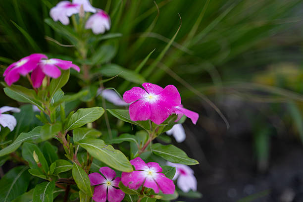 Bright pink periwinkle flowers bloom among green leaves in a sunlit garden. The petals have a delicate gradient of color with white centers, adding contrast and vibrancy. The image conveys freshness, natural beauty, and seasonal charm.