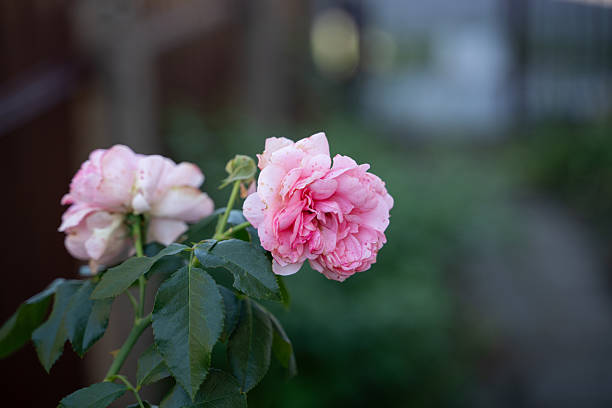 This is a photograph of rose flowers on a sunny day.