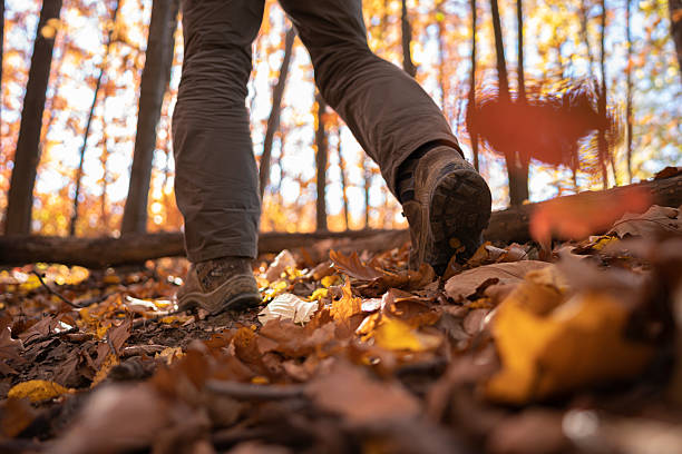istock Autumn Hiking In Vivid Colorful Forest At Sunset 2233772255