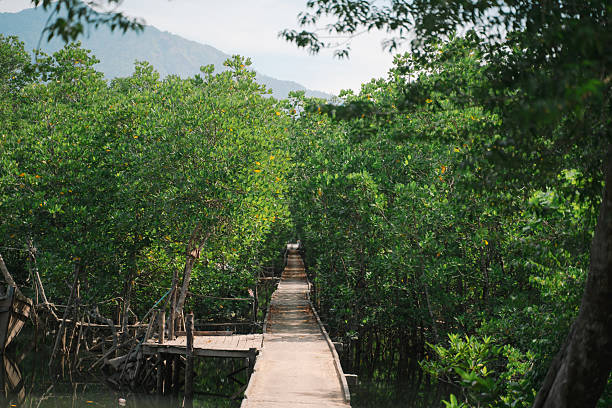 istock In the tropical forest, a mangrove tree spreads its root deep in the water, blending with the green landscape and showing the raw beauty of untouched nature. 2233772940