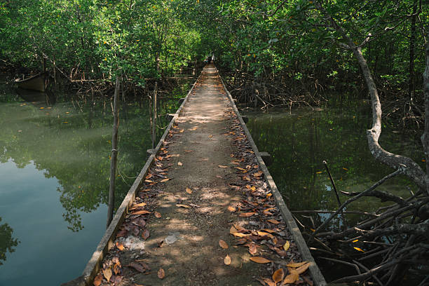 istock In the tropical forest, a mangrove tree spreads its root deep in the water, blending with the green landscape and showing the raw beauty of untouched nature. 2233772989