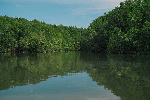 istock In the tropical forest, a mangrove tree spreads its root deep in the water, blending with the green landscape and showing the raw beauty of untouched nature. 2233773017
