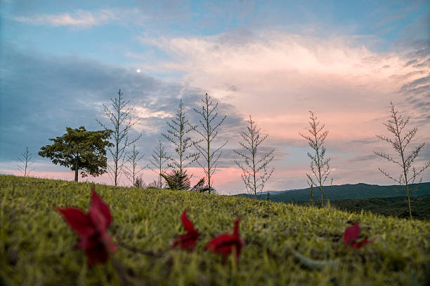 A vast grassland with red flowers in the foreground, captured during a magical sunset. The image shows the serenity of nature with a pastel-toned sky.