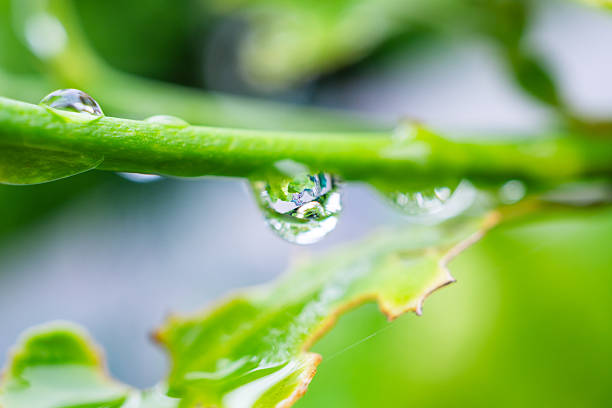 Beautiful rain water drop on green leaf closeup natural background