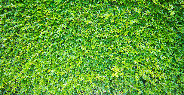 istock Green leaves wall background or texture and copy space for text or image. 2233776699