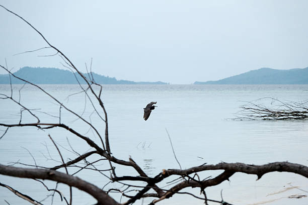 Heron flying at West Waigeo's tiny Meos Manggara island, Raja Ampat, West Papua, Indonesia.